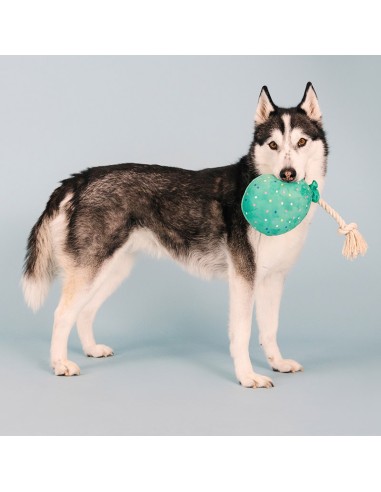 I pawty, you pawty | Touw