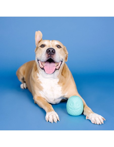 You're a hoot turquoise | Rubber | Treat Dispenser