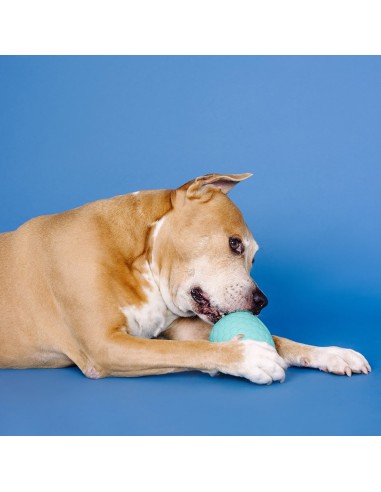 You're a hoot turquoise | Rubber | Treat Dispenser