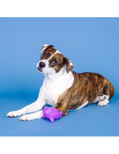 Catch Ya Later Purple Rubber Dog Toy - pack of 4