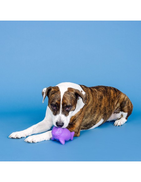 Catch Ya Later Purple Rubber Dog Toy - pack of 4