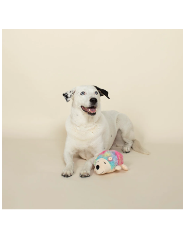 Fringe Rainbow Hedgehog