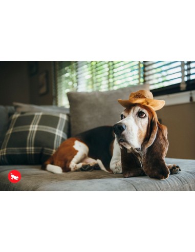 PLAY Mutt Hatter - Leprechaun  - Sheriff