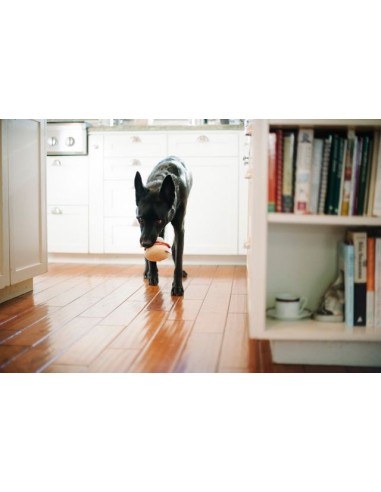 PLAY Barking Brunch    - Display, Size - Standaard