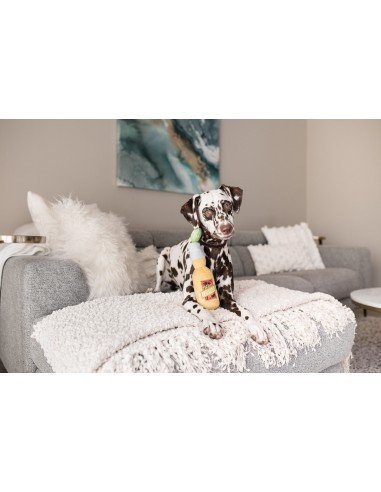 PLAY Tropical Paradise  - Canine Cerveza