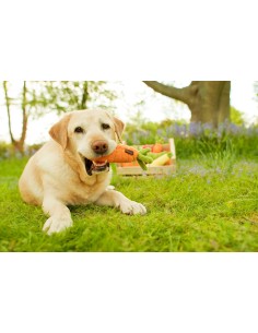 PLAY Garden Fresh - Carrot Mini 2