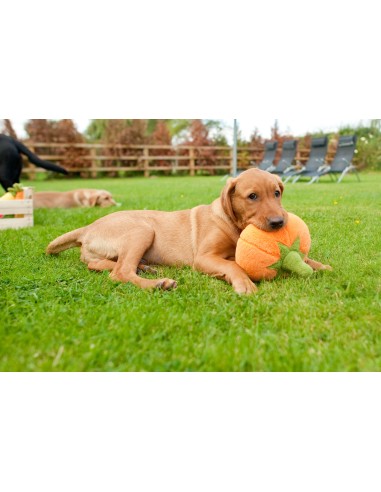 PLAY Garden Fresh Collection : P.L.A.Y. - Display, Size - Standaard