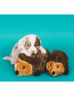 Hedgehog - XL : Size - XL 2