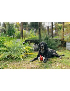 P.L.A.Y Barnyard Buddies Ryan the Rooster 2