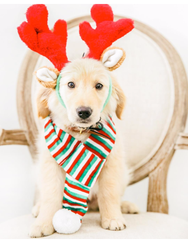 Christmas Dog Antlers - Holiday Size Small