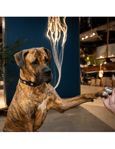 Smart ID Collar - Matrix 2.0 Black/M