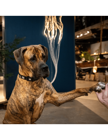 Smart ID Collar - Matrix 2.0 Black/M