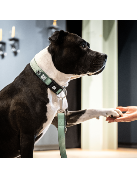 Smart ID Collar - Matrix 2.0 Jade/S