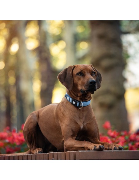 Smart ID Collar - Matrix 2.0 Ocean/M