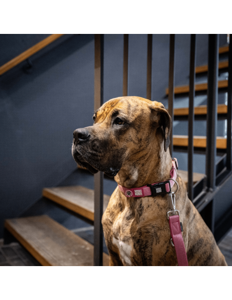 Smart ID Collar - Matrix 2.0 Rose/M