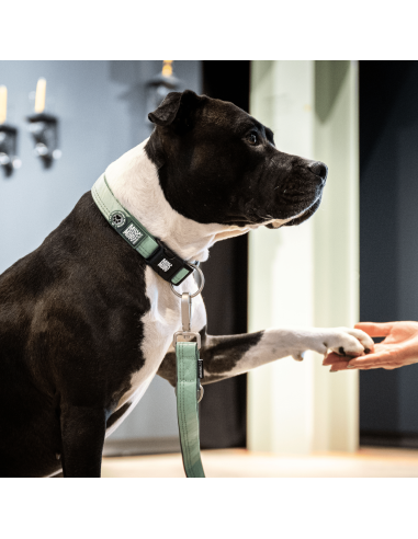 Smart ID Collar - Matrix 2.0 Jade/S