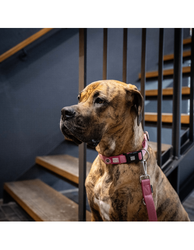 Smart ID Collar - Matrix 2.0 Rose/XS