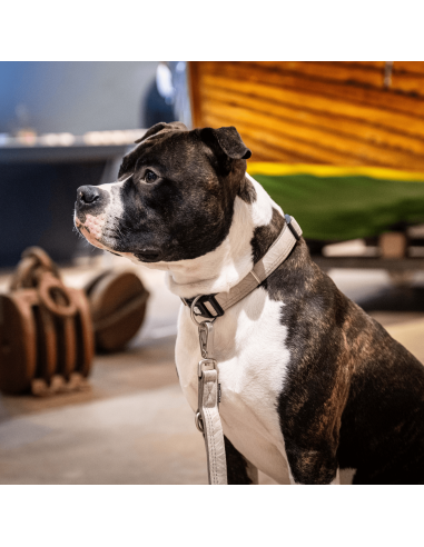 Smart ID Collar - Matrix 2.0 Sand/S