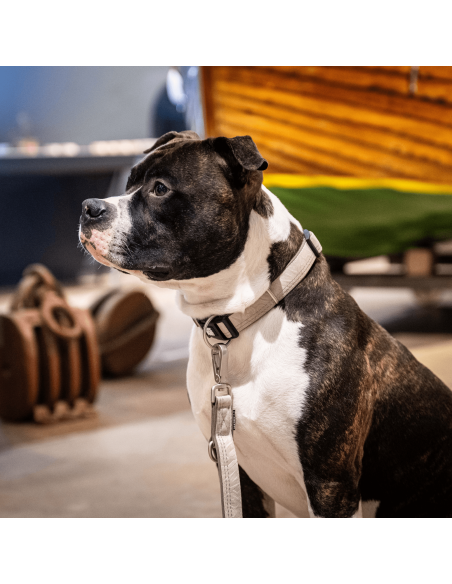 Smart ID Collar - Matrix 2.0 Sand/S