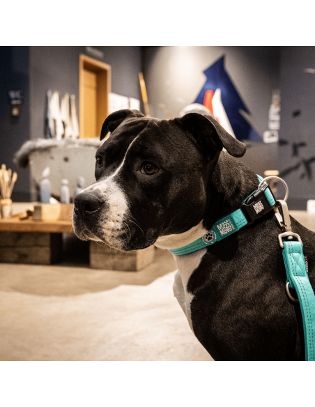 Smart ID Collar - Matrix 2.0 Turquoise/L