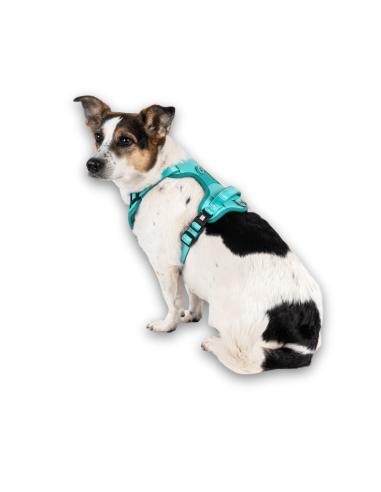 Sport Harness - Matrix 2.0 Turquoise/L