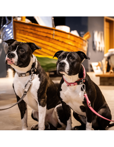 Smart ID Collar - Matrix 2.0 Rose/M