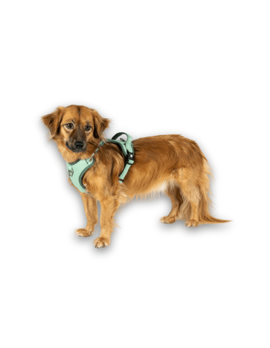 Sport Harness - Matrix 2.0 Jade/L