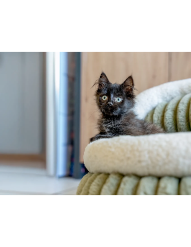 Yuki - Honden- en kattenbed
