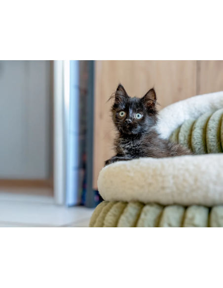 Yuki - Dog and Cat Bed
