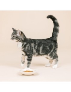 Scalloped Edge Ivory Cat Saucer 2