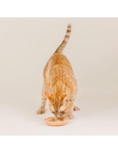 Scalloped Edge Light Coral Cat Saucer