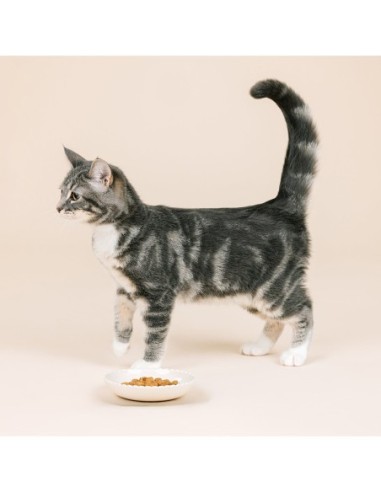 Scalloped Edge Ivory Cat Saucer