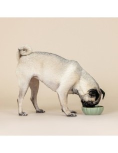 Scalloped Curved Sage Small Dog Bowl 2