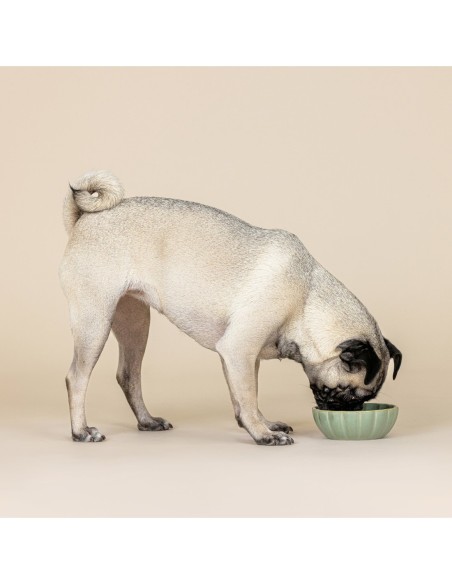 Scalloped Curved Sage Small Dog Bowl
