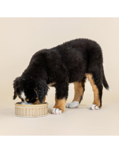 Vert Stripes Buff Medium Dog Bowl