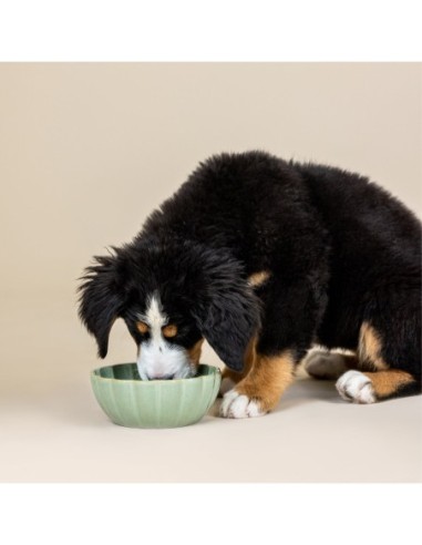 Scalloped Curved Sage Medium Dog Bowl