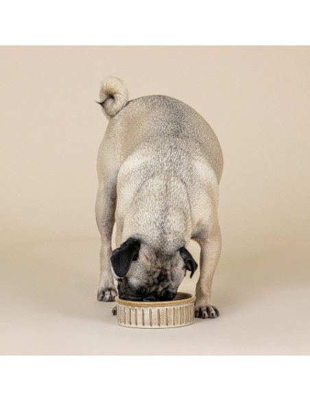 Vert Stripes Buff Small Dog Bowl