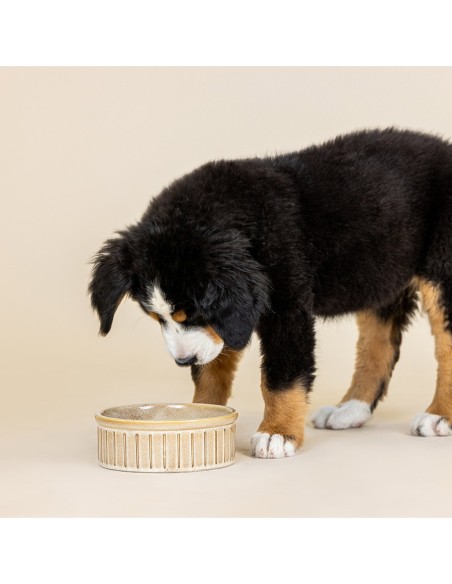 Vert Stripes Buff Medium Dog Bowl
