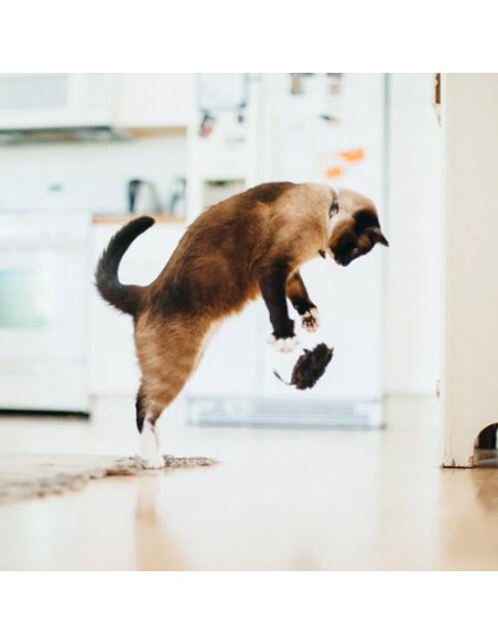 PLAY Feline Frenzy - Cat Toy - Mice