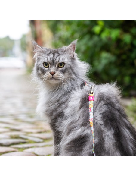 Donuts - H-Harness Cat