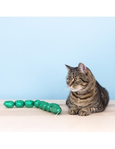 Not So Easily Ratled Kicker | Cat