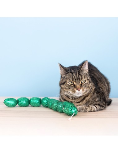 Not So Easily Ratled Kicker | Cat