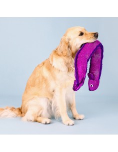 Kind of a big eel | XXL 2