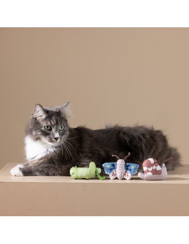 Set Catch me if you can | Earth Friendly | Cat