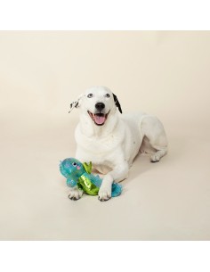 Shelly the seahorse 2