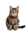 Chat