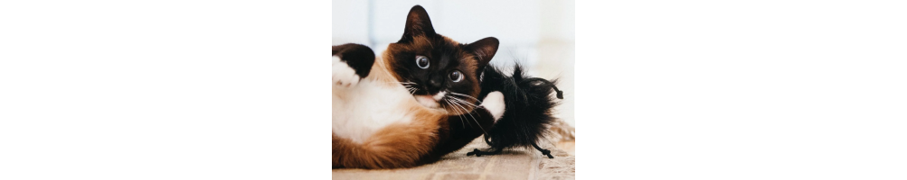 Katze